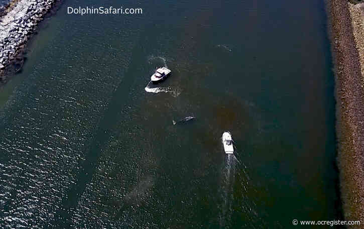 Video: Gray whale makes surprise visit into Dana Point Harbor