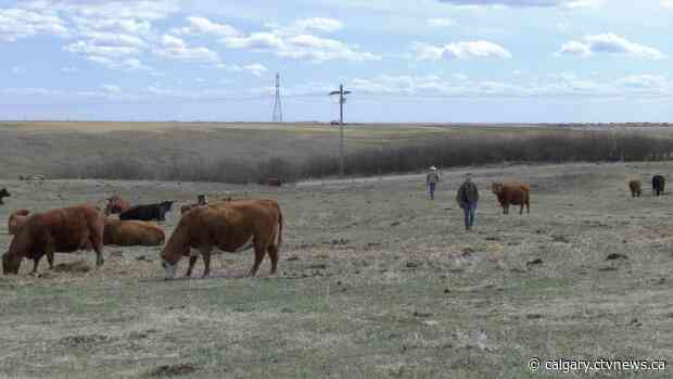 Consumers turn to ranchers after outbreaks at Alberta meat packing plants