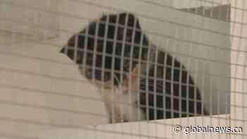 Albertans unable to afford food for animals amid COVID-19 are getting much-needed support