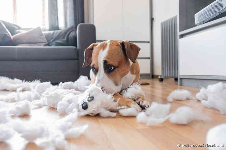 Stressed Pets: How To Stop It Now And When You Go Back To Work