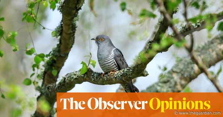 What can be better for the soul than logging the first cuckoo of spring? | Rob Penn