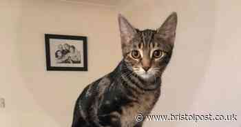 Woman 'in tears' after pet cat 'shot in leg with BB gun'