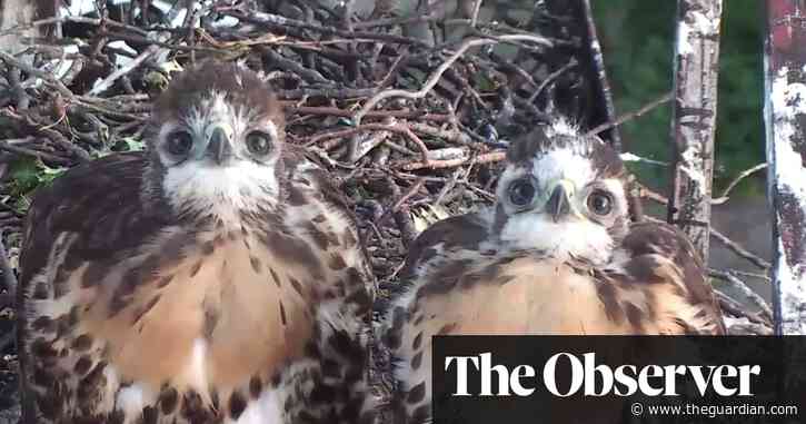 Watch the birdie: why birdcams are the new box sets
