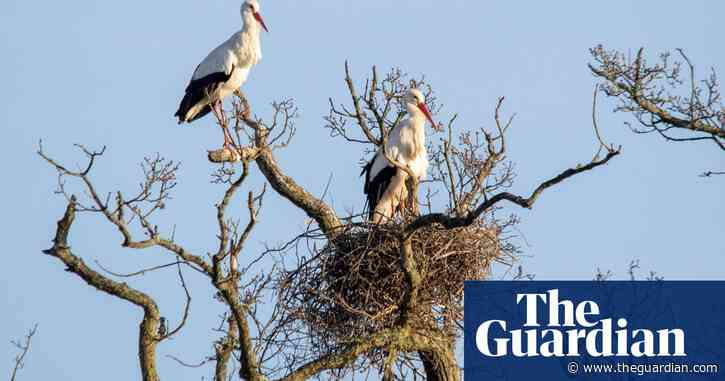 First wild stork chicks to hatch in UK in centuries poised to emerge