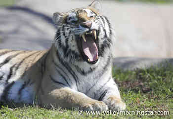 Tiger found in a Houston garage moved to a wild animal ranch - Valley morning Star