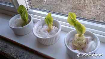 Gardening guru Jim Hole on how to regrow veggies from scraps