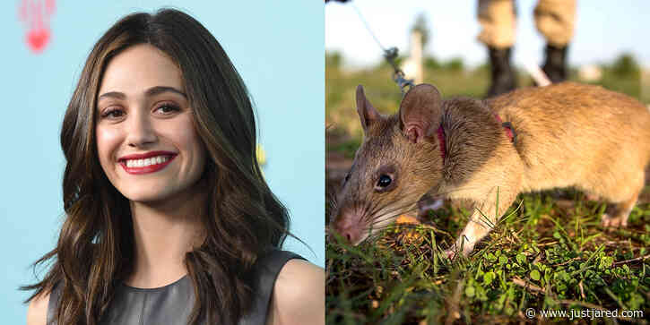 Emmy Rossum's Dogs Murder Rat, She Buries Rat in Gucci Shoe Box