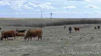Consumers turn to ranchers after outbreaks at Alberta meat packing plants