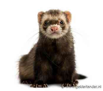 Onderzoek Erasmus MC bevestigt: corona via lucht overdraagbaar