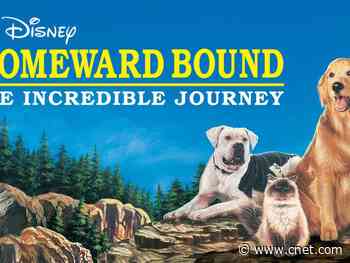 These are the best dog movies to watch with your pup today     - CNET