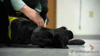 CNIB’s online programs connecting blind, partially sighted community across Canada