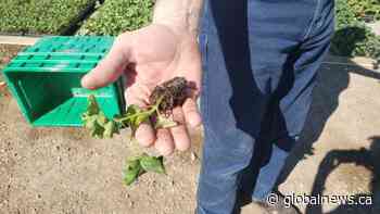 Garden centres and growers in southern Alberta adjust to heightened requests amid COVID-19