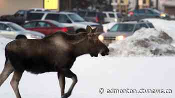 Moose and calf relocated after wandering into Edmonton