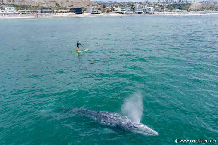 Curious whale surprises paddleboarder off Capo Beach