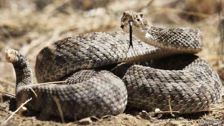 Rattlesnake season is back, here’s how to stay safe