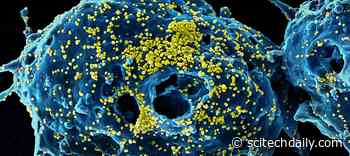 What Exactly Are Coronaviruses Anyway?