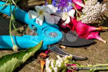 Erba, potature e alluminio: ad Assisi porta a porta straordinario da martedì - Assisi News