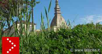 Coronavirus, i giardini reali di Torino incolti: erba alta e silenzio - La Sicilia