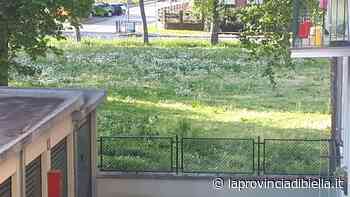 Erba alta in parchi e giardini. Ed è tempo di allergie… - La Provincia di Biella