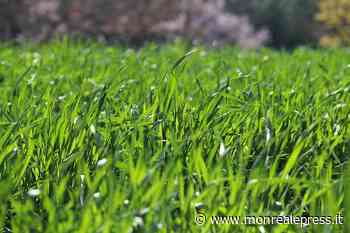 "Siamo la Sicilia che bruca l'erba e campa d'aria" - Monreale Press