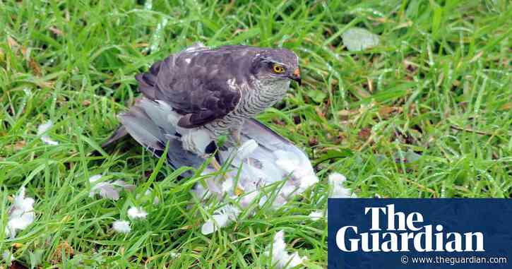 Country diary: who killed our blackbird? The sparrowhawk has form in this area