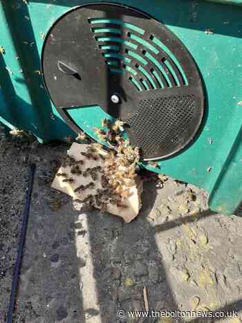 Bee swarm moved from outside Warburtons factory in Bolton