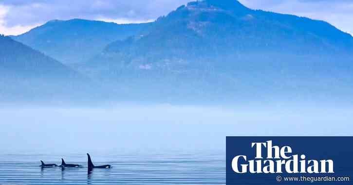 Silence is golden for whales as lockdown reduces ocean noise