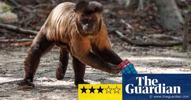 Primates review – monkeying around with Chris Packham
