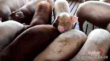 Food security expert says Ottawa must do more to help farmers during COVID-19 pandemic | Watch News Videos Online - Globalnews.ca