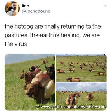 The Hotdog Are Finally Returning To The Pastures Meme