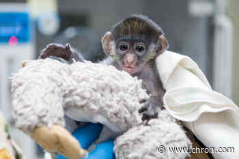 Houston Zoo welcomes baby red-tailed monkey named 'Peter Rabbit'