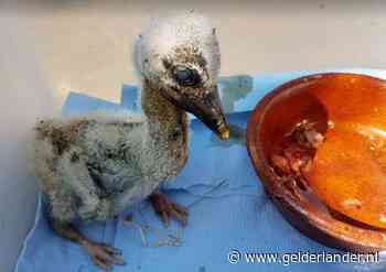 Vier jonge ooievaars gered na plotselinge dood vader