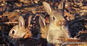 Mistaken abandonment: Saskatchewan wildlife expert says to leave bunnies alone
