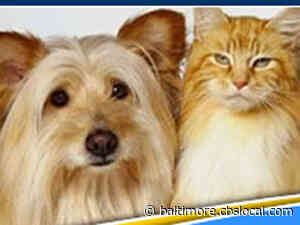 Coronavirus Resources: Pet Food Banks, Pantries In Maryland - CBS Baltimore