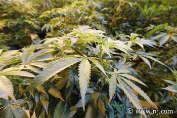 12th N.J. medical weed dispensary issued permit to grow as patients still wait on 4 others to open - NJ.com