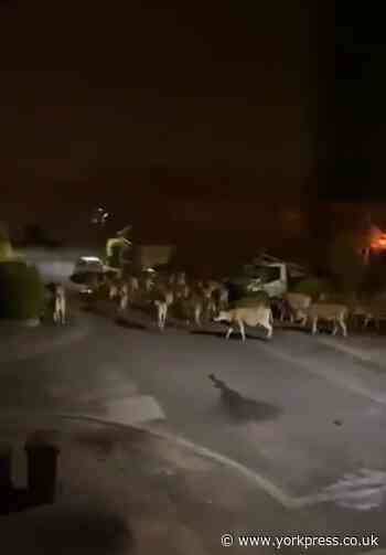 WATCH: Herd of cows seen wandering streets of York suburb