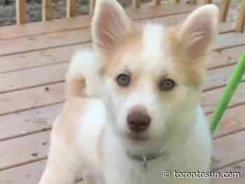 WHO HAS PRINCE?: Puppy missing after SUV stolen in Richmond Hill - Toronto Sun