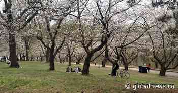 Coronavirus: Toronto’s High Park to temporarily close in effort to stop cherry blossom crowds - Global News