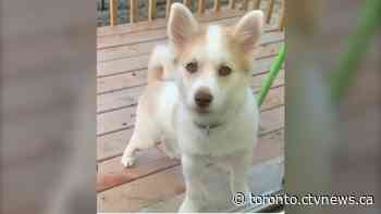 Five-month-old puppy reunited with family after being stolen outside condo building