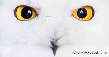 Could Staring Into a Stranger’s Eyes Cure Zoom Fatigue?