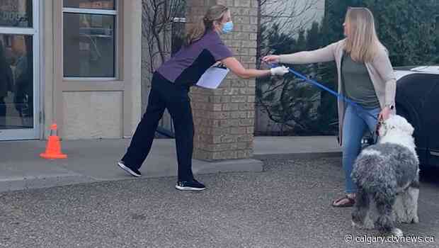 Lethbridge veterinarians keep a tight leash on social distancing