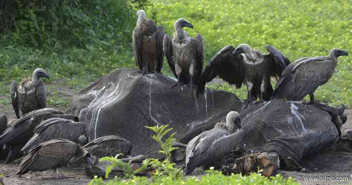 Paul Krugman: Peacocks and vultures are circling the deficit
