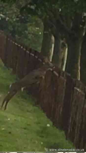 WATCH: Deer jumps school fence during coronavirus lockdown - St Helens Star