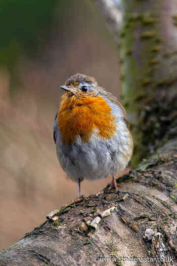 PICTURE OF THE WEEK: 'Mr Angry' the robin - St Helens Star
