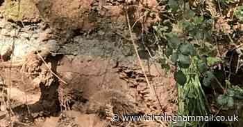 RSPCA scramble to save badger stuck in mud at Birmingham canalside