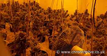 Cannabis farm worth £100,000 uncovered in abandoned Houghton-le-Spring building