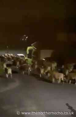 Herd of cows on loose near York