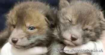 607 reports of animal cruelty in County Durham since the start of lockdown