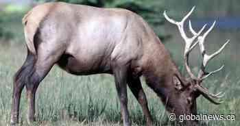 Saskatchewan’s big game draw opens May 1 for 2020 season