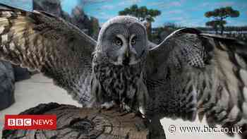 Coronavirus: Zoo fears for future over £30k GoFundMe delay